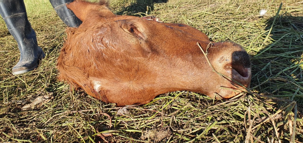 Lee más sobre el artículo Productor ceresino denunció el faenamiento de un animal en su campo