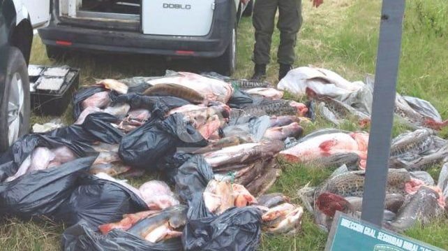 Lee más sobre el artículo Surubíes: detuvieron a un rafaelino con 135 pescados y 20 docenas de empanadas