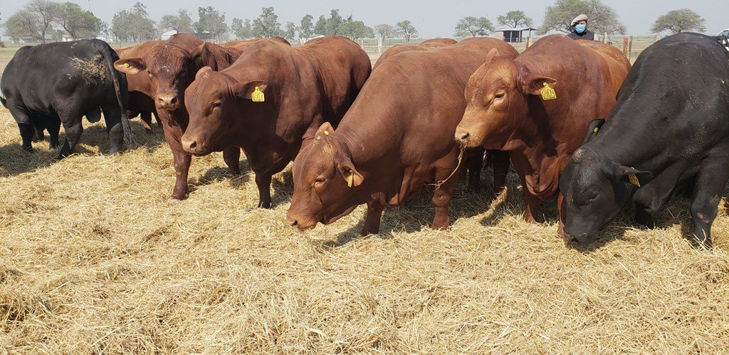 Lee más sobre el artículo La provincia acompaña a los productores ganaderos y lecheros en la incorporación de genética en rodeos