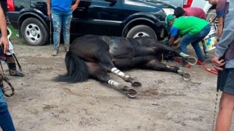 Lee más sobre el artículo Conmoción en el ambiente «burrero» por la muerte de dos caballos que corrieron un gran premio en San Francisco