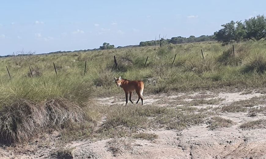 Lee más sobre el artículo Es necesario proteger a nuestras especies autóctonas y la rica biodiversidad provincial