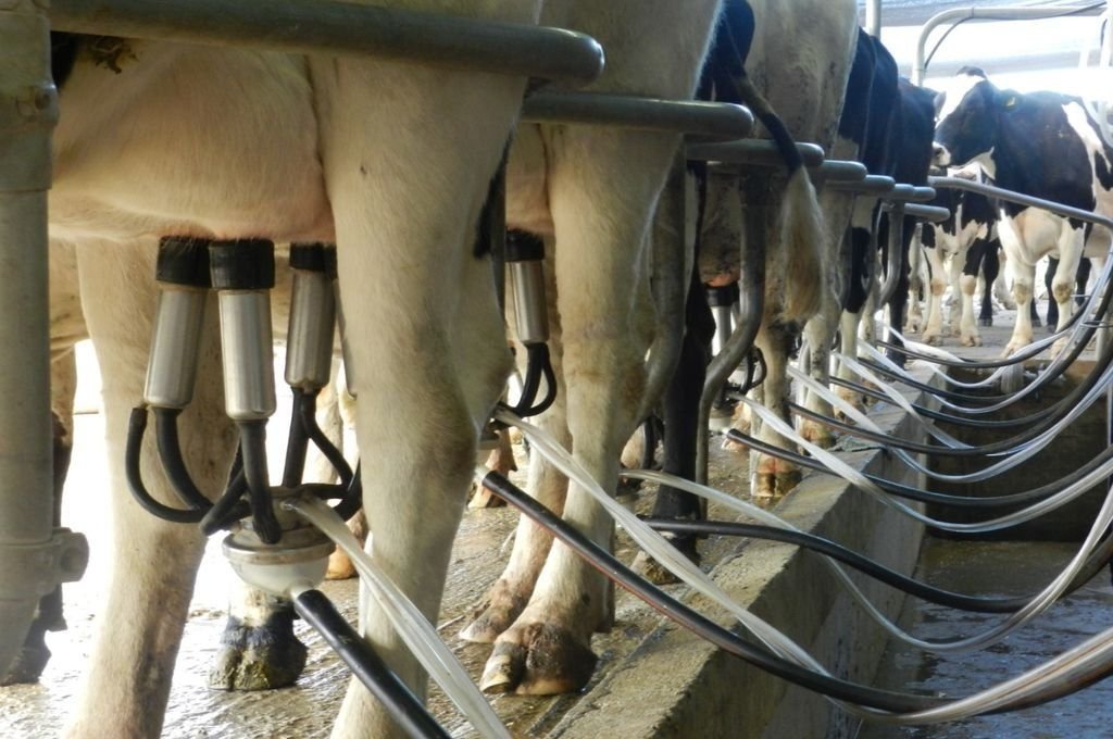 Lee más sobre el artículo El impacto de la sequía en los bolsillos: La carne y la leche aumentarán su precio
