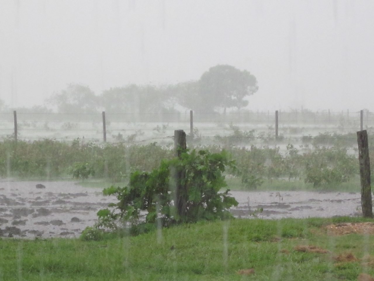 Lee más sobre el artículo Después de 2 días de calor insoportable, llegó la lluvia a Ceres y la región