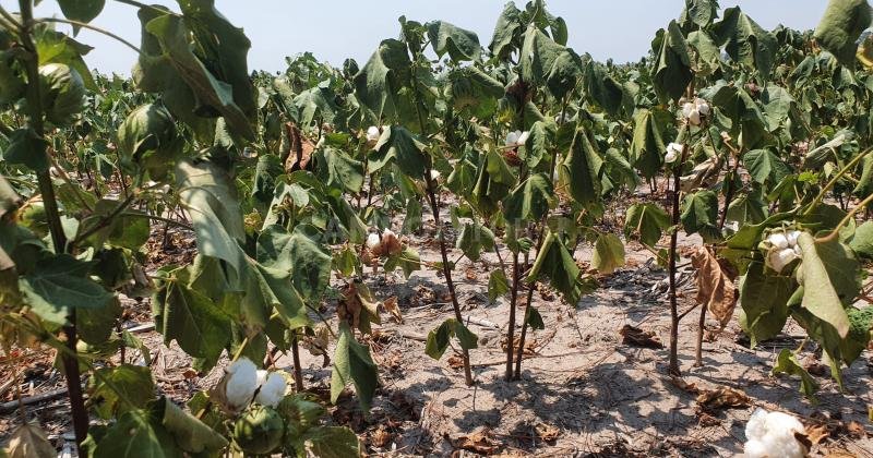 Lee más sobre el artículo El mapa de la sequía: un informe oficial asegura que hay 2 millones de hectáreas de cultivos con daños severos