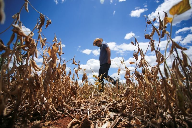 Lee más sobre el artículo El Gobierno destinará 15 mil millones de pesos para subsidiar a productores de soja y maíz