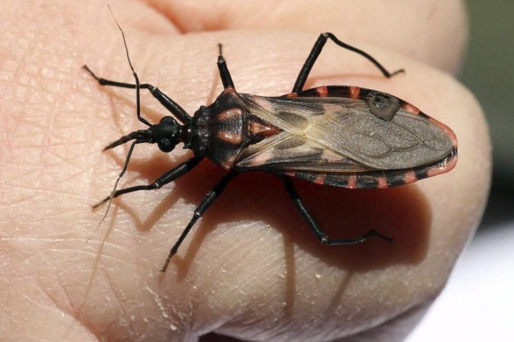 Lee más sobre el artículo La provincia conmemora el Día Mundial de la Enfermedad de Chagas