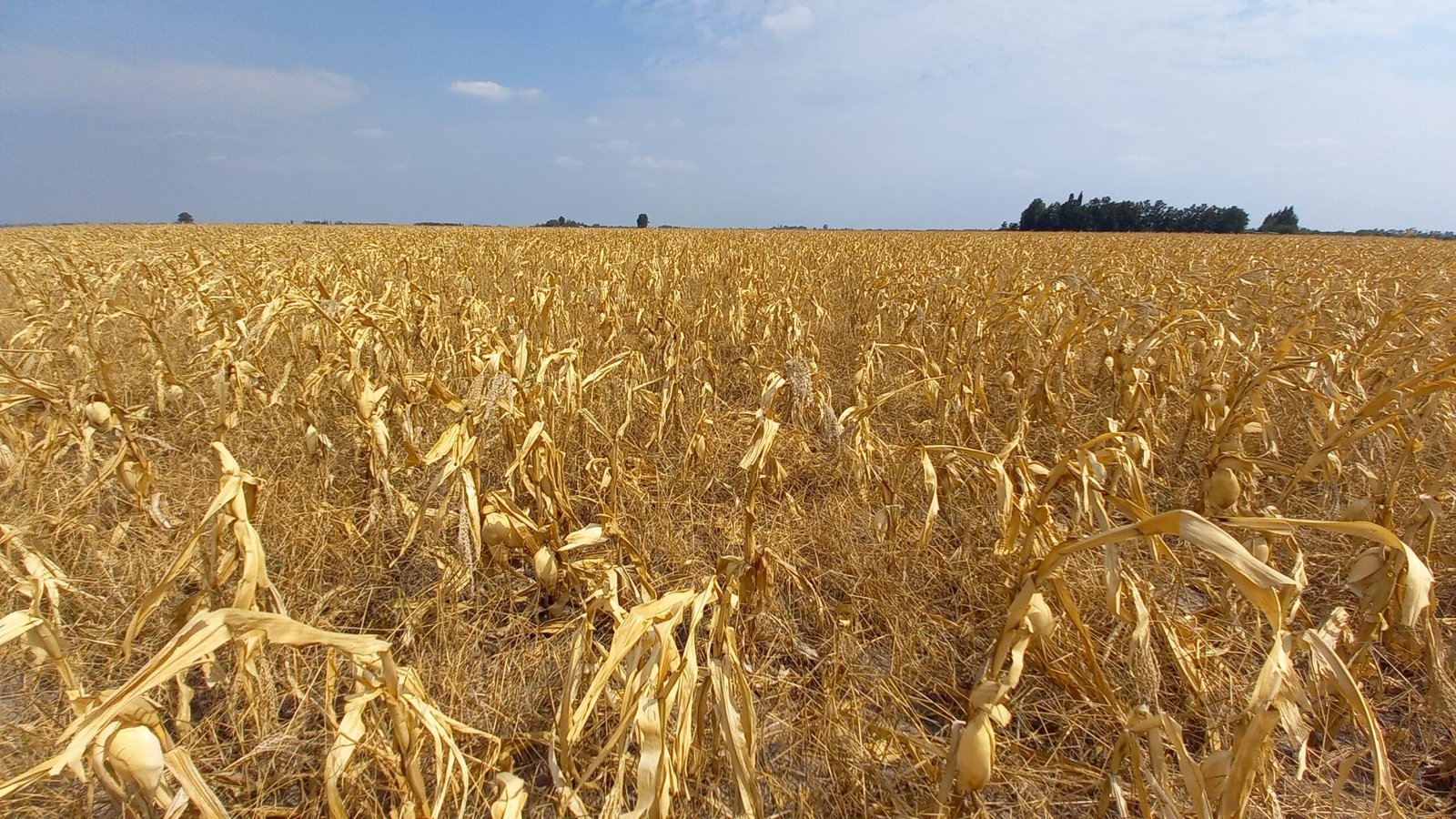 En este momento estás viendo Provincia extendió la emergencia por sequía solo en el departamento 9 de Julio