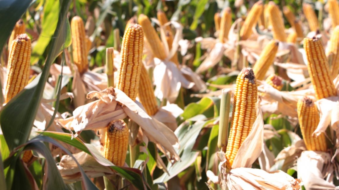 Lee más sobre el artículo Avanza el financiamiento a productores para la siembra de trigo y maíz
