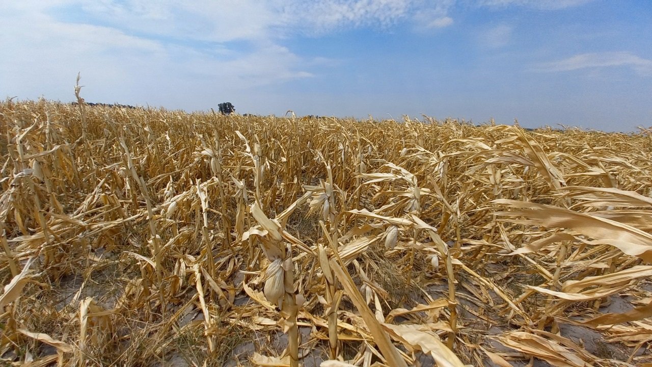 En este momento estás viendo En jaque: sigue faltando agua y aumentan los riesgos para el trigo y el maíz