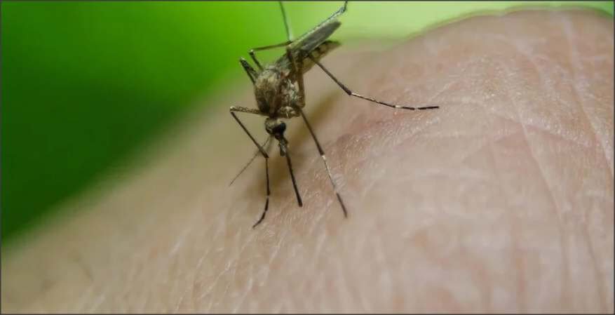 Lee más sobre el artículo Crecen los casos de dengue en la provincia: En Ceres ya se reportaron 5 casos