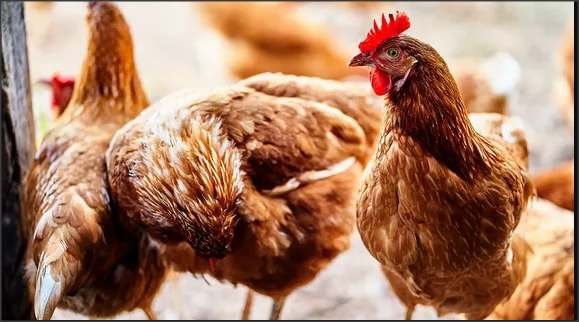 Lee más sobre el artículo Detectaron un caso de gripe aviar y piden extremar cuidados en todo el pais
