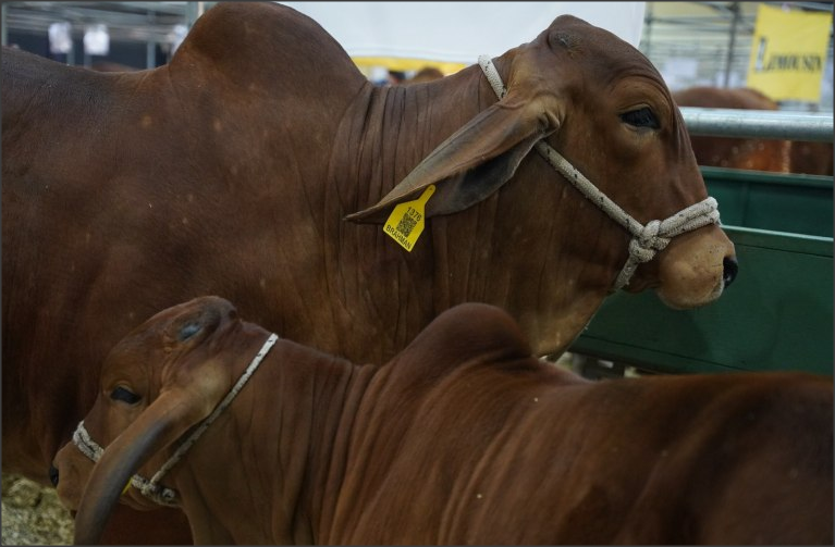 Lee más sobre el artículo El ganadero Tostadense Gonzalo Gramajo, destacado en la Rural de Palermo por la cría de Brahman