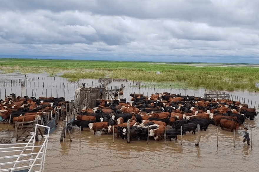 Lee más sobre el artículo Crecida del río Paraná afecta a cinco millones de cabezas de ganado