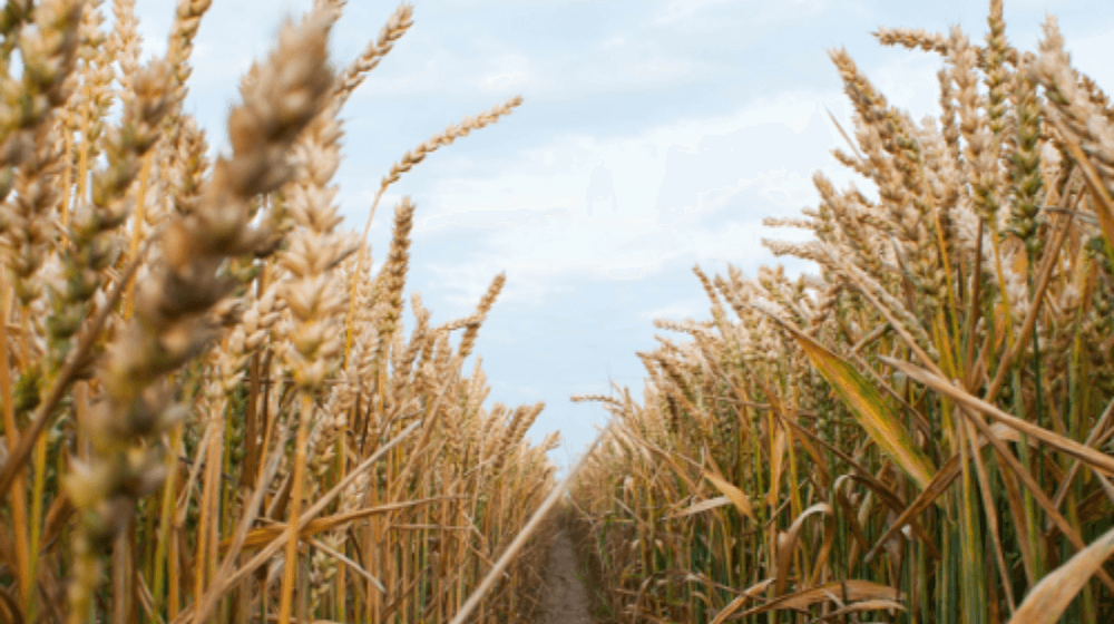 Lee más sobre el artículo Mejores rindes en el trigo y la soja marca un nuevo récord