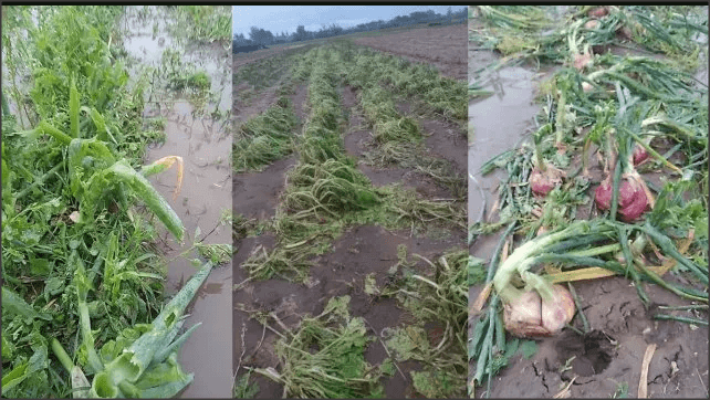Lee más sobre el artículo Las lluvias y tormentas afectaron la producción de verduras santafesinas