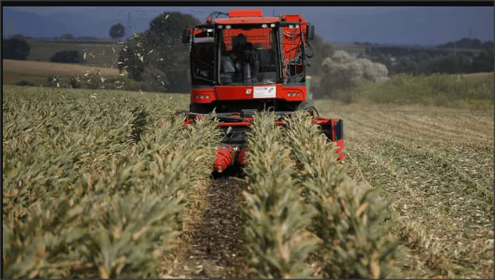 Lee más sobre el artículo Lejos de la “súper cosecha”: recortan la estimación de producción de maíz en 2,5 millones de toneladas