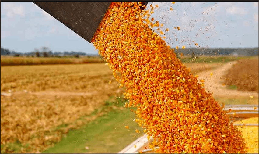 En este momento estás viendo Darío Cisneros de AGD: «Por la chicharrita, solo la zona rural de Ceres perderá más de 60 millones de dólares»