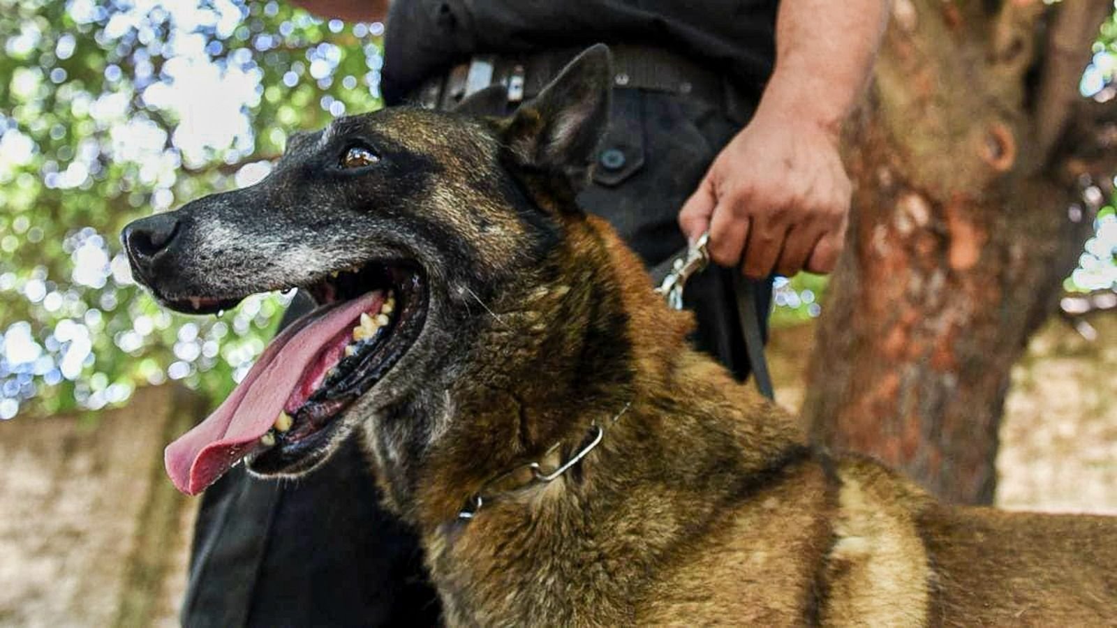 En este momento estás viendo Sección Perros de la Policía de Santa Fe: décadas de servicio a la comunidad cumpliendo misiones en toda la provincia