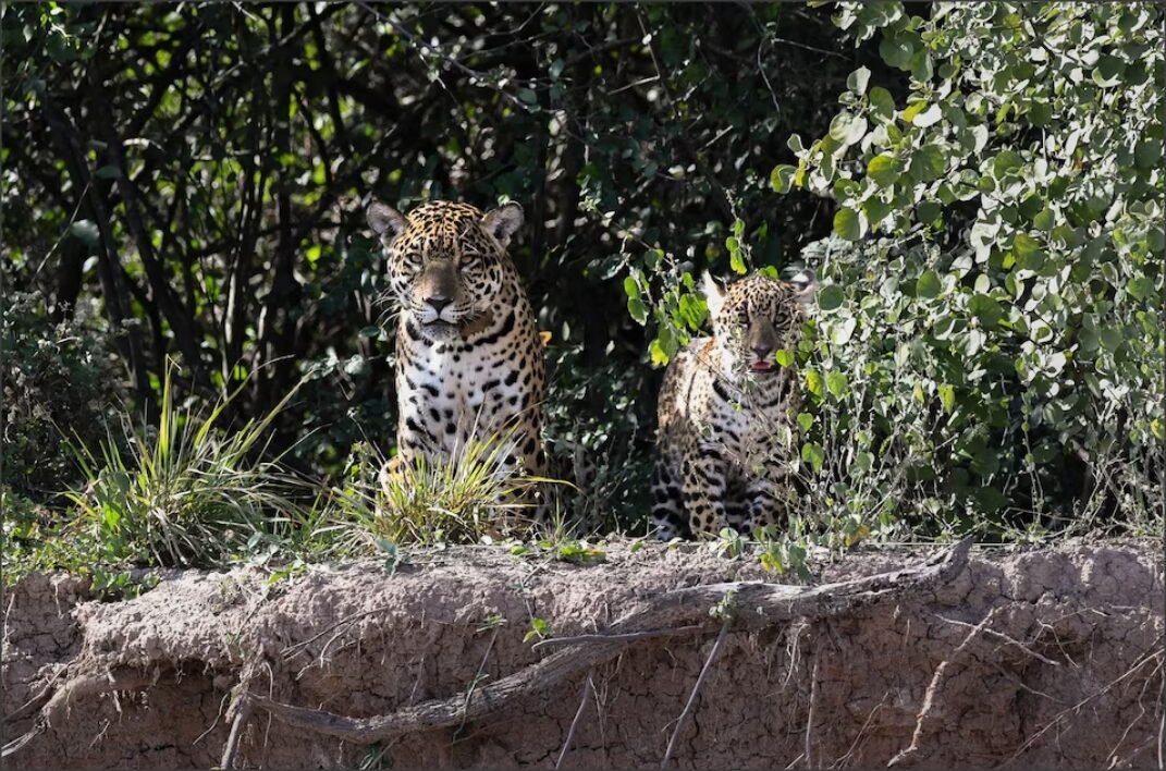 En este momento estás viendo Registraron una cría de yaguareté en el Chaco argentino: la especie vuelve a reproducirse luego de más de 30 años