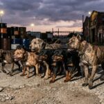 Condenaron a los dueños de la jauría de perros que provocó la muerte de Diego Román en Recreo jauria perros peligrosos