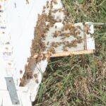 De la colmena a la cosmética: Bee Natural la empresa ceresina que innovó y se abre al mundo bee natural