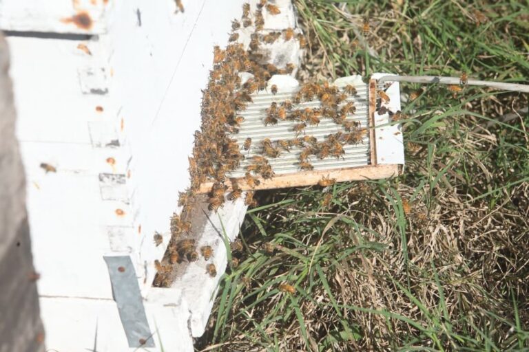 De la colmena a la cosmética: Bee Natural la empresa ceresina que innovó y se abre al mundo