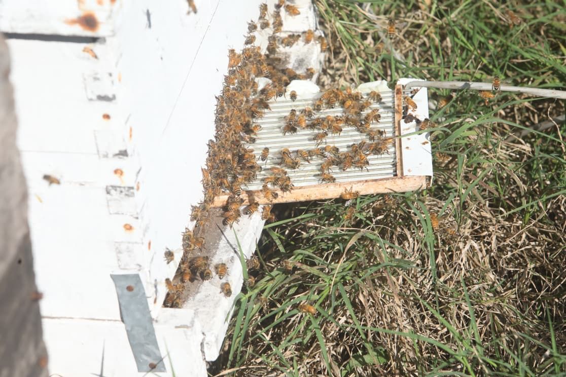 En este momento estás viendo De la colmena a la cosmética: Bee Natural la empresa ceresina que innovó y se abre al mundo