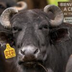 bufalo