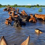 Un hombre murió ahogado en zona rural de Villa Ocampo cuando intentaba trasladar su ganado ante la crecida del Paraná vacas agua